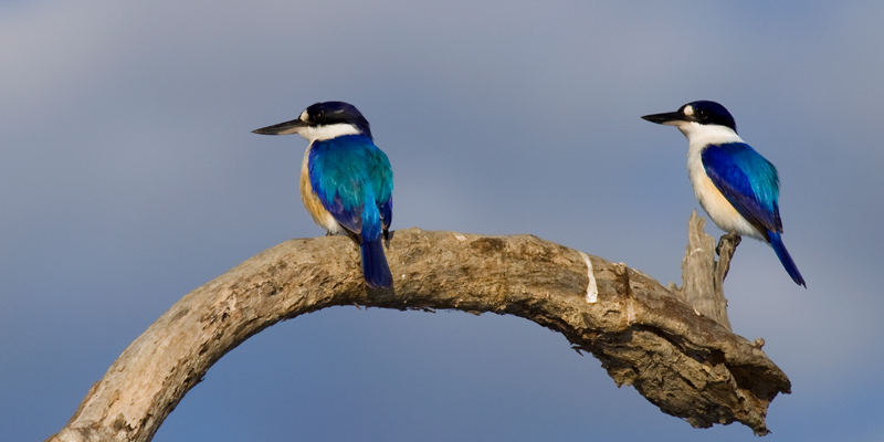_MG_0872mw.jpg - Forest Kingfisher (Todiramphus macleayii) - Marrakai, NT